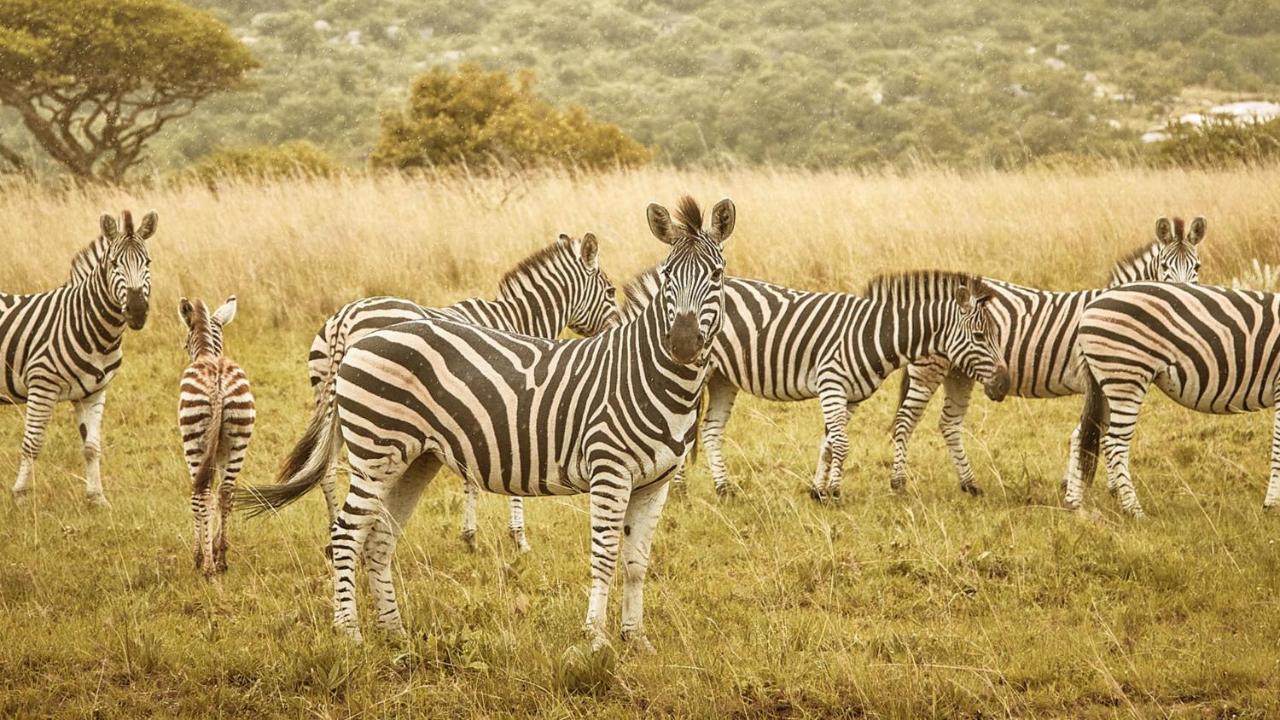 Nkomazi Game Reserve By Newmark Badplaas Eksteriør billede