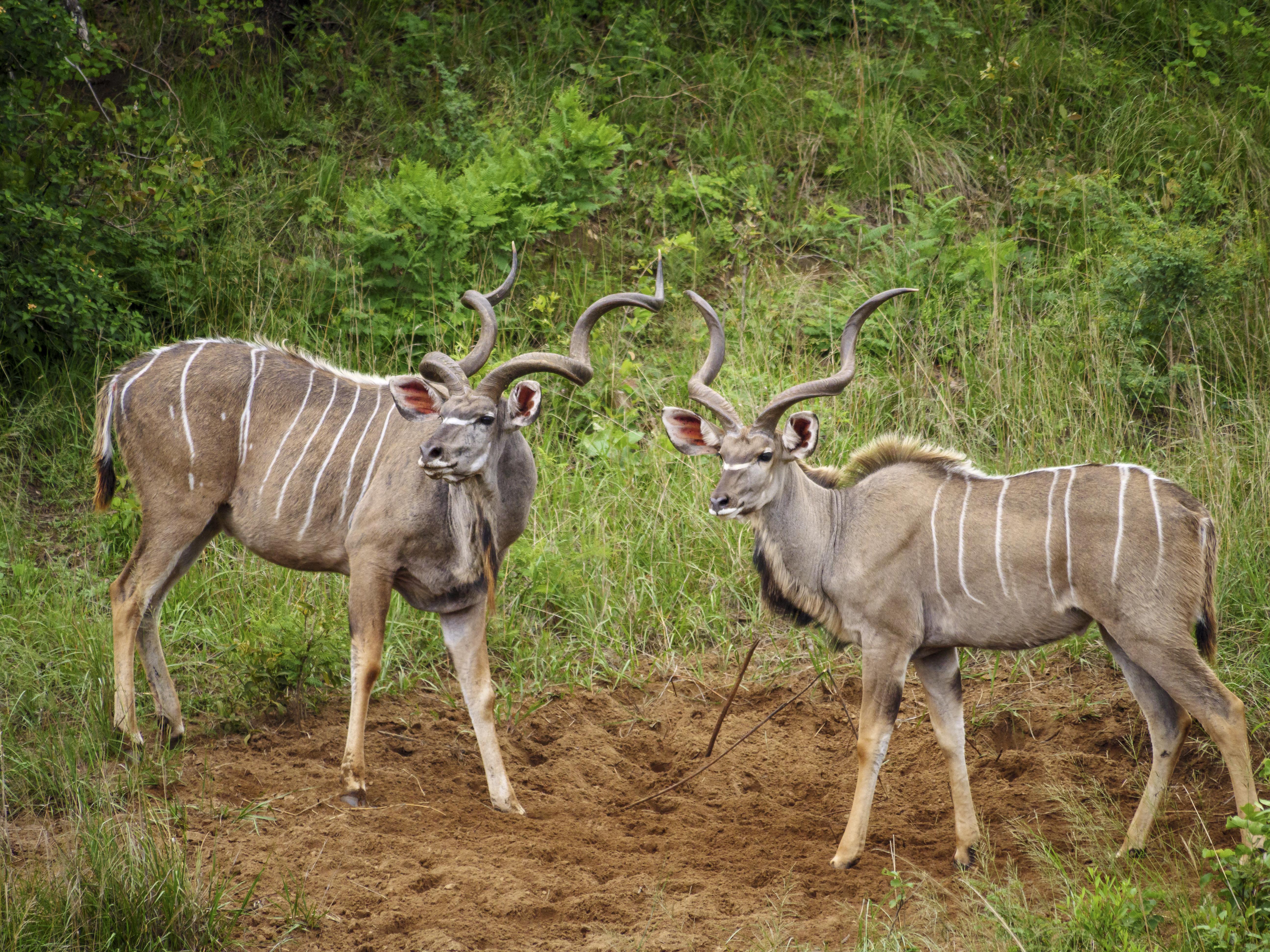 Nkomazi Game Reserve By Newmark Badplaas Eksteriør billede